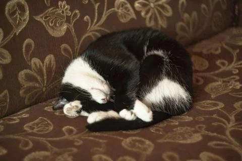 Fanny cat Stock Photos