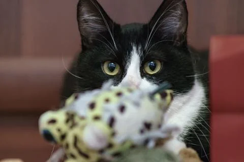 Fanny cat Stock Photos
