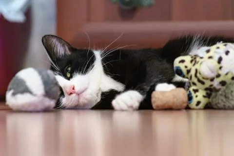 Fanny cat Stock Photos