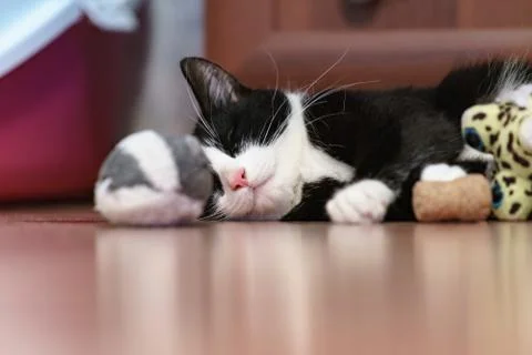 Fanny cat Stock Photos
