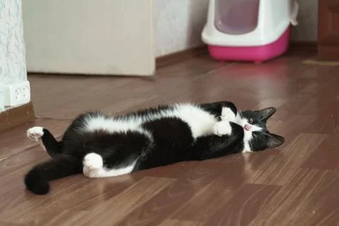 Fanny cat Stock Photos