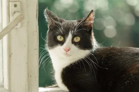 Fanny cat Stock Photos