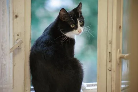 Fanny cat Stock Photos