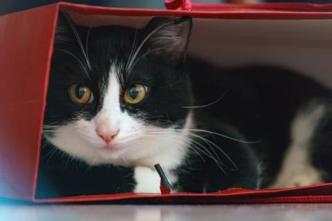 Fanny cat Stock Photos