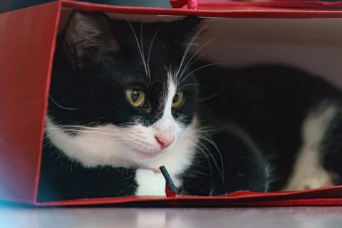 Fanny cat Stock Photos