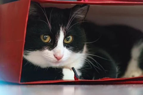 Fanny cat Stock Photos