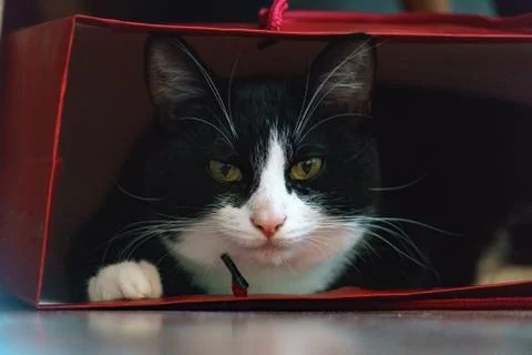 Fanny cat Stock Photos