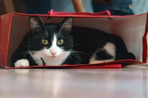 Fanny cat Stock Photos