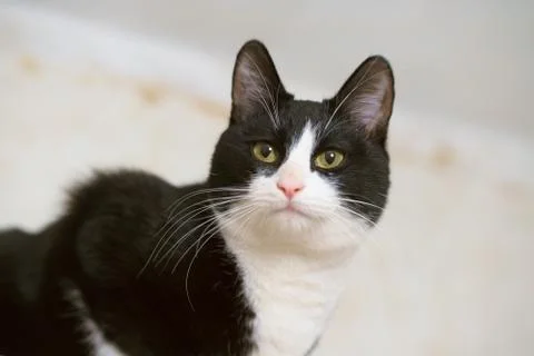 Fanny cat Stock Photos