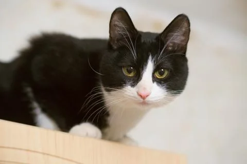 Fanny cat Stock Photos
