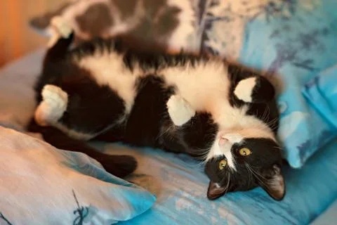 Fanny cat Stock Photos