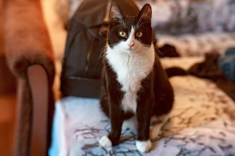 Fanny cat Stock Photos