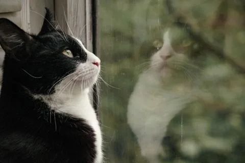 Fanny cat Stock Photos