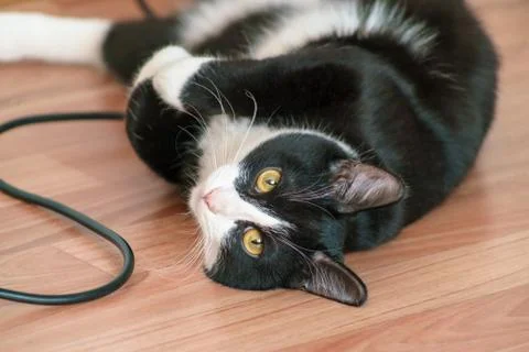 Fanny cat Stock Photos