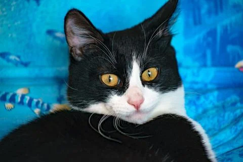 Fanny cat Stock Photos