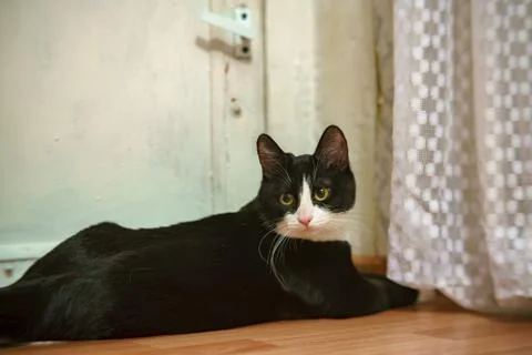 Fanny cat Stock Photos