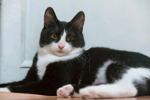 Fanny cat Stock Photos