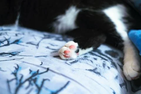 Fanny cat Stock Photos