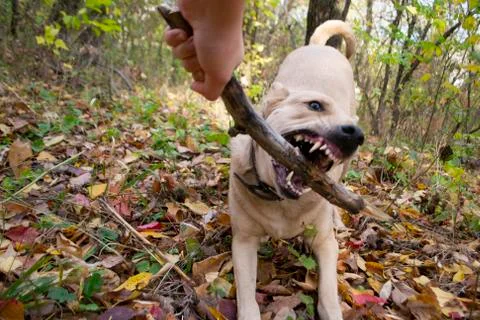 Fanny dog Stock Photos