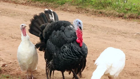 Fanny turkey walking on road. Stock Footage 140782243