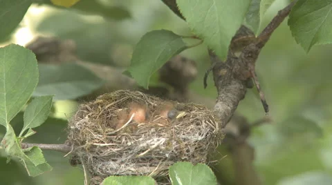 Fantail bird feeds its chicks in nest Stock Footage 1002969