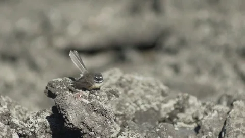Fantail Bird Jumping And Flying on Volcanic Rocks Stock Footage 79061300
