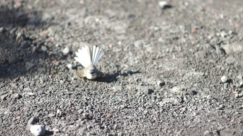 Fantail Bird Jumping in Slow motion Vídeo Stock 79061836