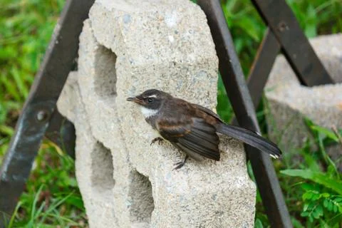 Fantail bird standing. Stock Photos