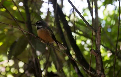 Fantail bird in a tree Fotos Stock