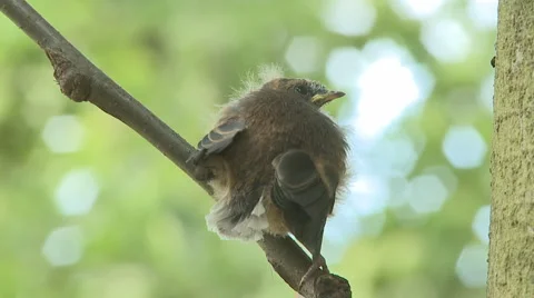 Fantail chick fed on branch slow mo Stock Footage 1013145
