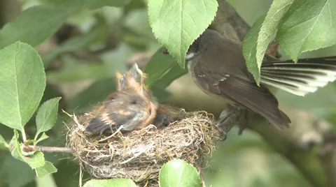 Fantail chicks in nest 스톡 동영상 1003169