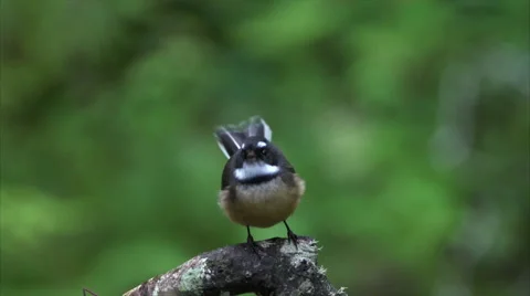 Fantail chirping while flitting back and forth on branch. Stock Footage 50053497