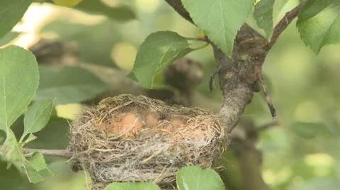Fantail feeds chicks and settles on nest  Stock Footage 1004411