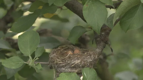 Fantail feeds chicks Stock Footage 1003027