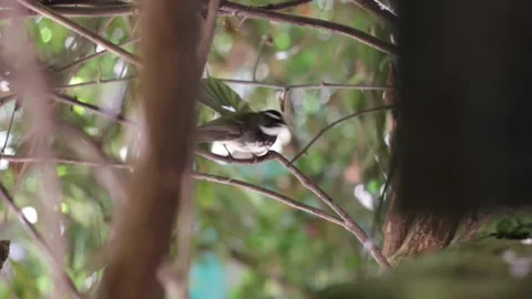 Fantail Flycatcher Stock Footage 208293933