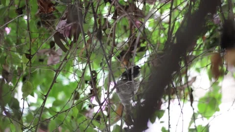 Fantail Flycatcher Stock Footage 208295250