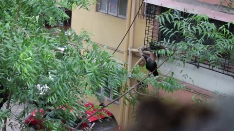 Fantail Flycatcher Stock Footage 208295831