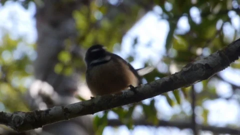 Fantail 動画素材 81845967