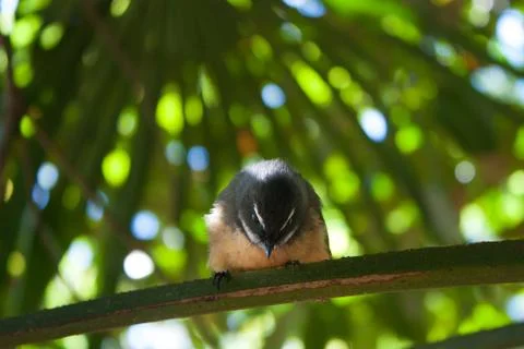 Fantail looking down Stock Photos