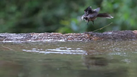 Fantail in reflection Stock Footage 311732057