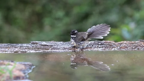 Fantail in reflection1 库存影片 311732077