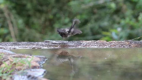 Fantail in reflection2 Stock Footage 311732091