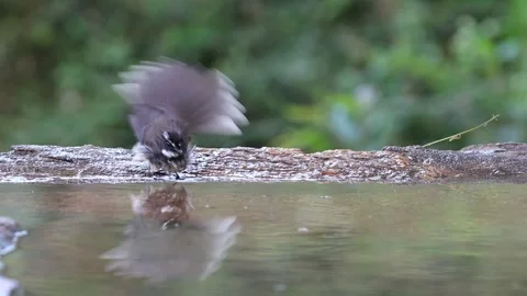 Fantail in reflection3 库存影片 311732095