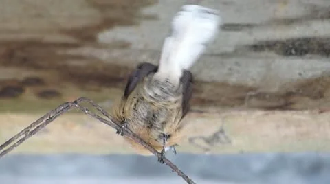 Fantail song Видео 22252170