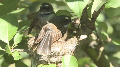 Fantails share nesting duties Stock Footage 1002817