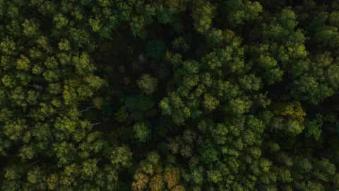 Fantasic aerial top view of trees in forest autumn. Drone fly up Stock Footage 312431029