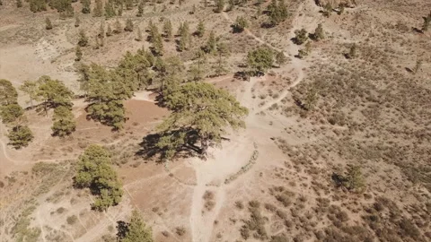 Fantastic aerial panoramic shot in orbit of the famous Cassandra tree Stock Footage 223384454