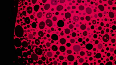 Fantastic black bubbles in red ink. Scientific experiment, chemical reactions. Stock-Footage 149283696
