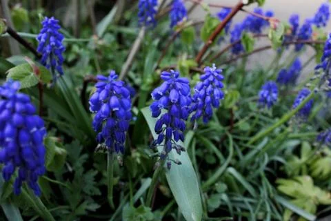 Fantastic Blu Flowers Stock Photos