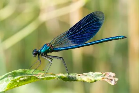 Fantastic blue dragonfly sitting on leaf. Macro photography. Bugs life Stock Photos